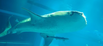 img_20250602_102848838_aes-